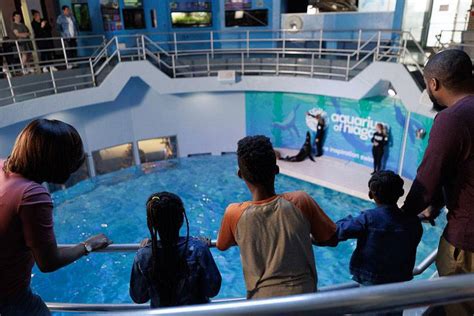 Aquarium at niagara falls - Niagara Falls, NY 14301 (716) 285-3575. info@aquariumofniagara.org. Our Mission. With our community and partners, we celebrate our natural wonders and inspire people ... 